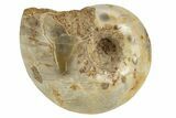 Jurassic Ammonite Fossil - Sakaraha, Madagascar #251304-1